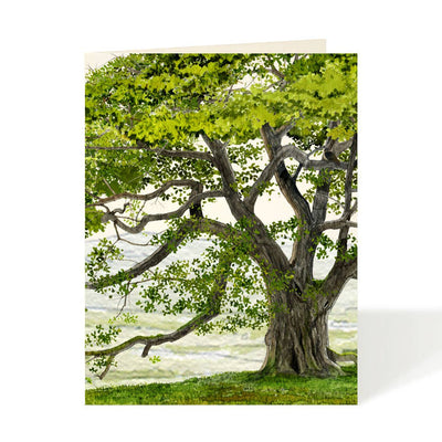 English Oak - Everyday Tree Greeting Cards  Felix Doolittle  Paper Skyscraper Gift Shop Charlotte
