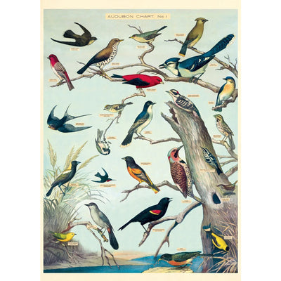 Cavallini | Audobon Birds Poster Kit  Cavallini Papers & Co., Inc.  Paper Skyscraper Gift Shop Charlotte