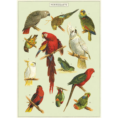 Cavallini | Parrots Poster Kit  Cavallini Papers & Co., Inc.  Paper Skyscraper Gift Shop Charlotte