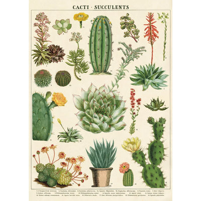 Cavallini | Cacti and Succulents Poster Kit  Cavallini Papers & Co., Inc.  Paper Skyscraper Gift Shop Charlotte