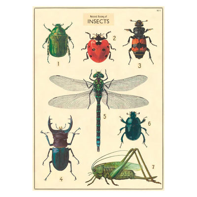 Cavallini | Natural History Insects Poster Kit  Paper Skyscraper  Paper Skyscraper Gift Shop Charlotte