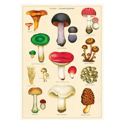 Cavallini | Mushrooms 2 Poster Kit  Cavallini Papers & Co., Inc.  Paper Skyscraper Gift Shop Charlotte
