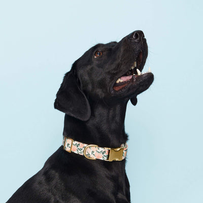 Peaches and Cream Dog Collar: XS/ Gold  The Foggy Dog  Paper Skyscraper Gift Shop Charlotte