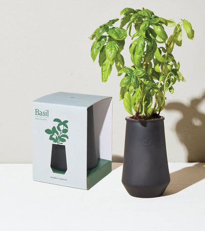Tapered Tumbler -Basil  Modern Sprout  Paper Skyscraper Gift Shop Charlotte