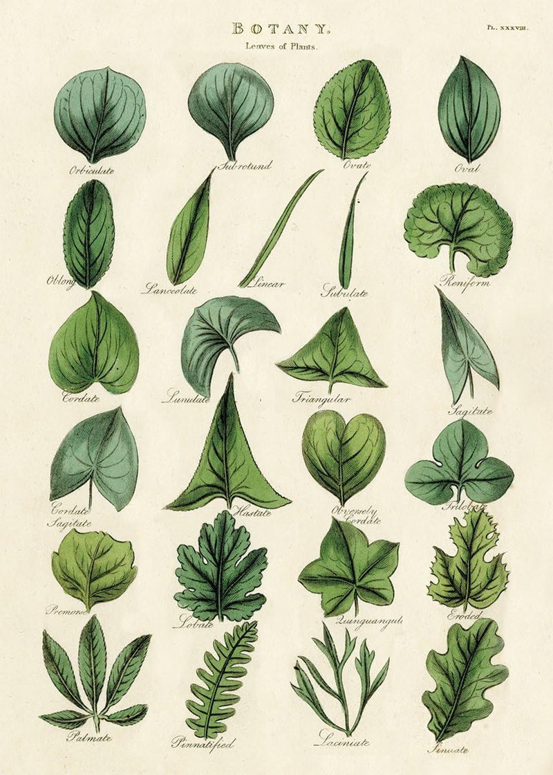 Cavallini | Botany Leaves Poster Kit