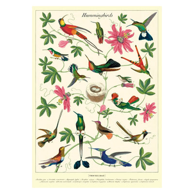 Cavallini | Hummingbirds Poster Kit  Paper Skyscraper  Paper Skyscraper Gift Shop Charlotte