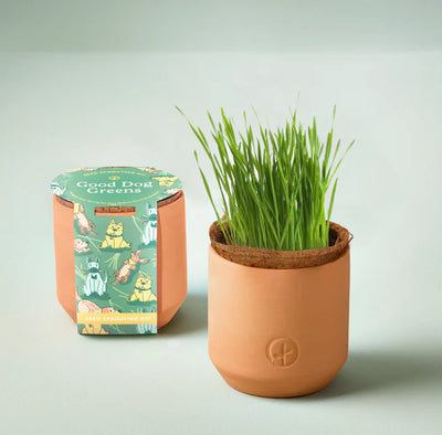 Good Dog Greens | Tiny Terracotta Planter Pets Modern Sprout  Paper Skyscraper Gift Shop Charlotte