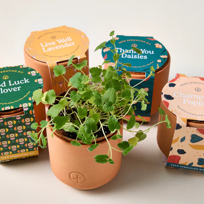 Curious Catnip | Tiny Terracotta Planter Pets Modern Sprout  Paper Skyscraper Gift Shop Charlotte