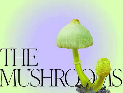 Mushroom Magic: An Illustrated Introduction to Fascinating Fungi | Hardcover BOOK Penguin Random House  Paper Skyscraper Gift Shop Charlotte