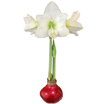 Red Lacquer Waxed Amaryllis Bulb