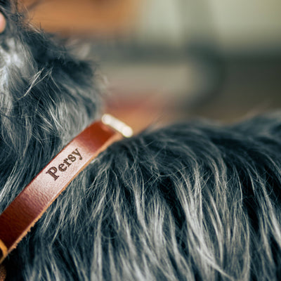 Leather AirTag Dog Collar: Small (for 10.25"-13.5" neck) / Cinnamon Pets Rustico  Paper Skyscraper Gift Shop Charlotte