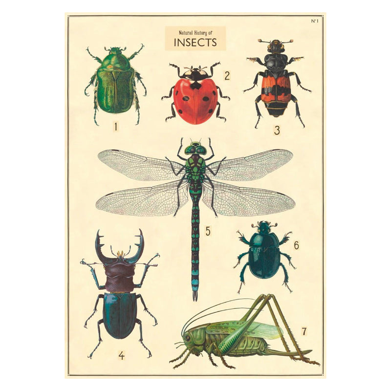 Wrap Sheet | Natural History Insects
