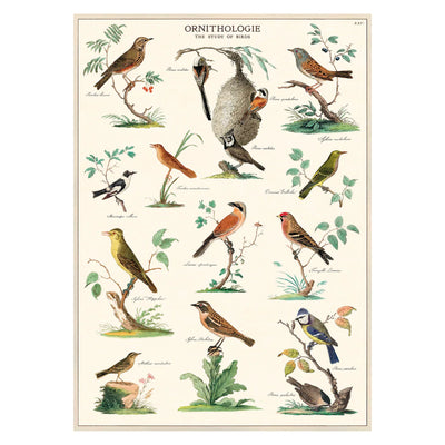 Cavallini | Ornithology Poster Kit  Cavallini Papers & Co., Inc.  Paper Skyscraper Gift Shop Charlotte