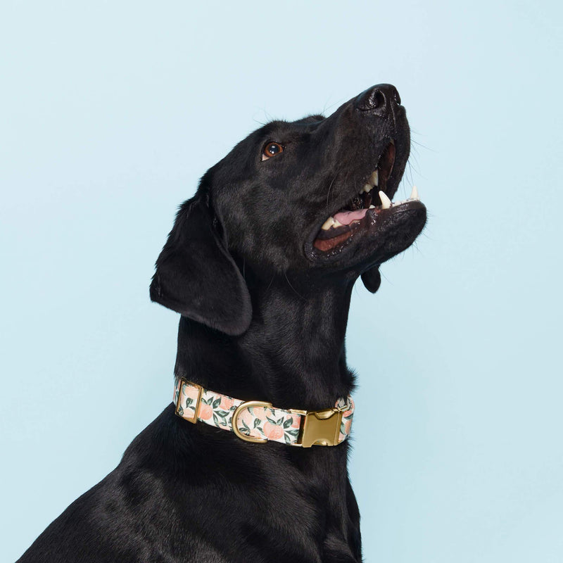 Peaches and Cream Dog Collar: M/ Gold  The Foggy Dog  Paper Skyscraper Gift Shop Charlotte