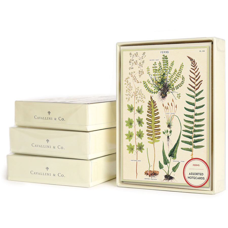 Ferns Boxed Notecards boxed notecards Cavallini Papers & Co., Inc.  Paper Skyscraper Gift Shop Charlotte
