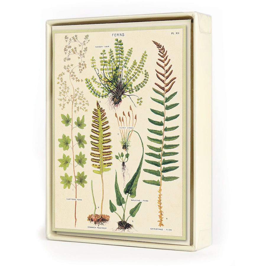 Ferns Boxed Notecards boxed notecards Cavallini Papers & Co., Inc.  Paper Skyscraper Gift Shop Charlotte