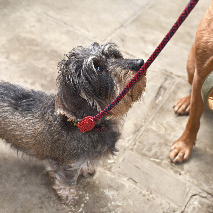 Red Rope Collar | Medium Pets Sophie Allport  Paper Skyscraper Gift Shop Charlotte