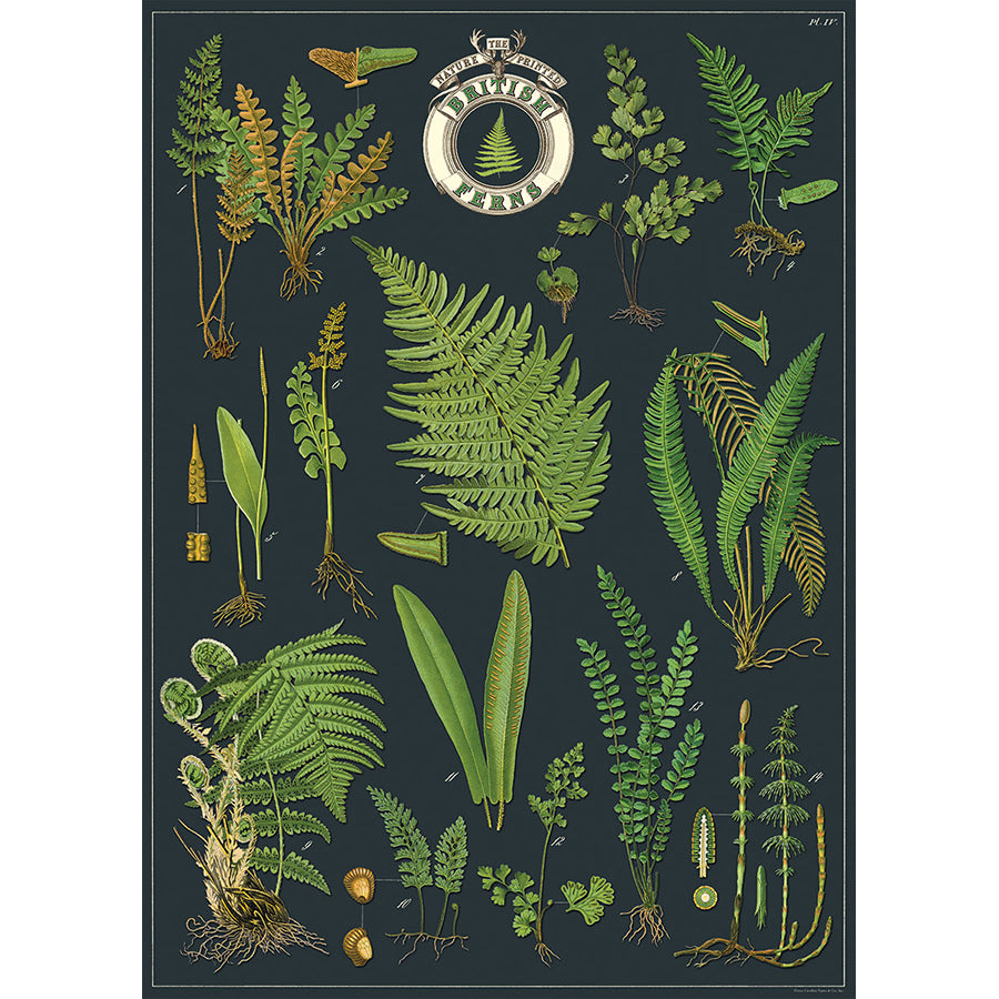 Flat wrap sheet titled British Ferns: detailed green fern illustrations on a dark navy background
