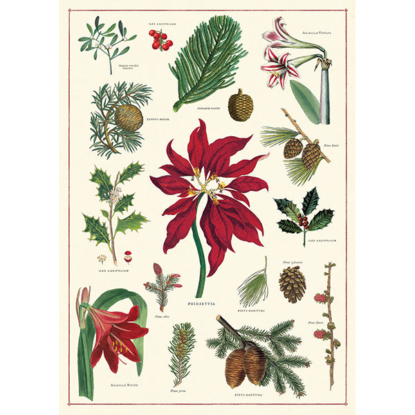 Christmas Botanical Wrap Holiday Cavallini Papers & Co., Inc.  Paper Skyscraper Gift Shop Charlotte
